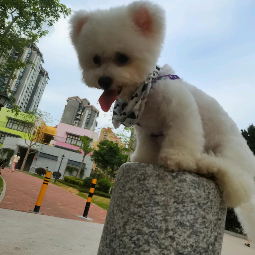 独狼勇闯