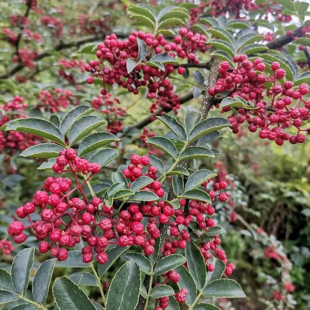 汉源县永兵花椒种植专业合作社