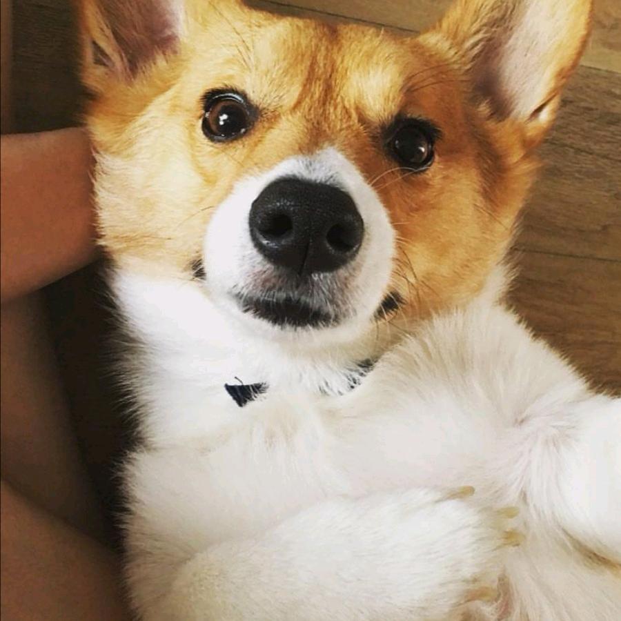 啵啵虎与小企鹅