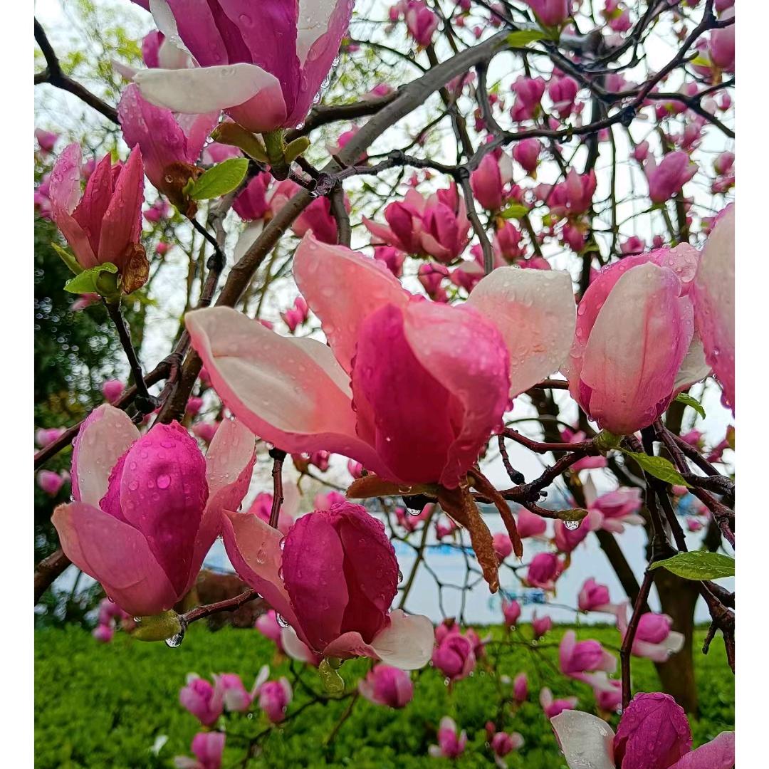 早安高兴