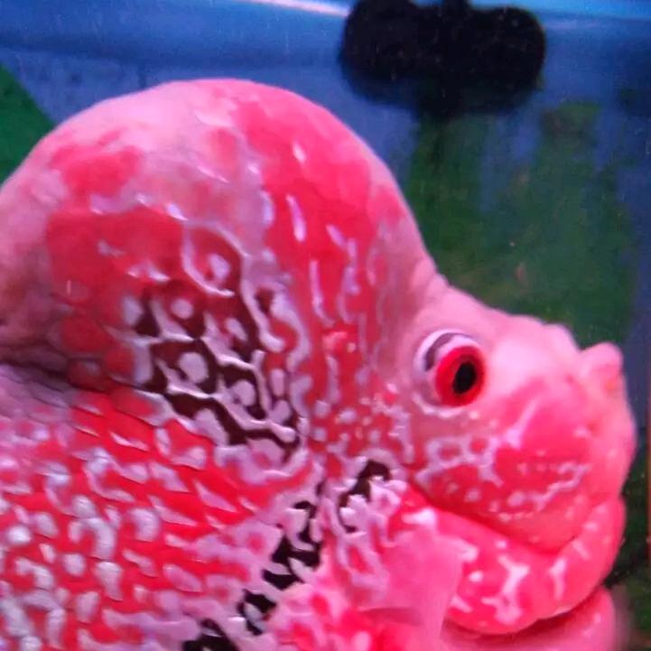 普宁庆发粮油