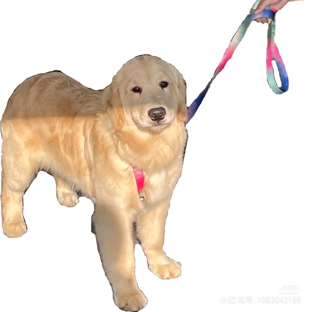 查理苏你看她