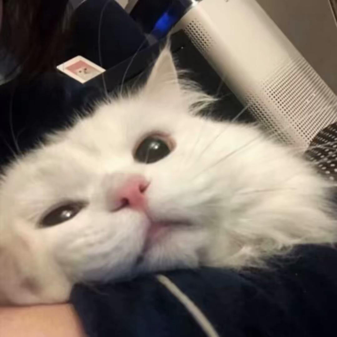 梁芮恩