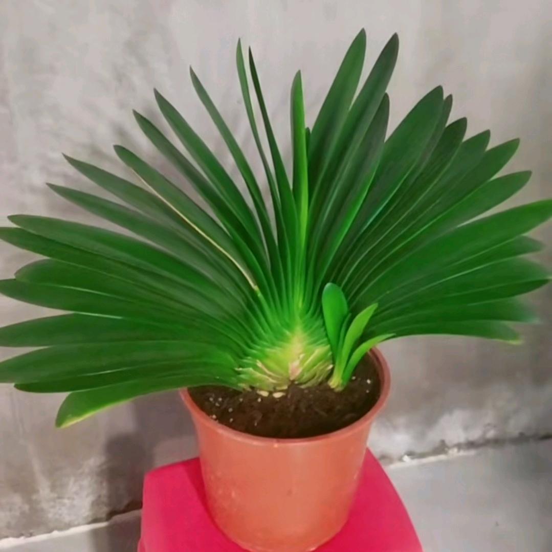 老田君子兰种植基地