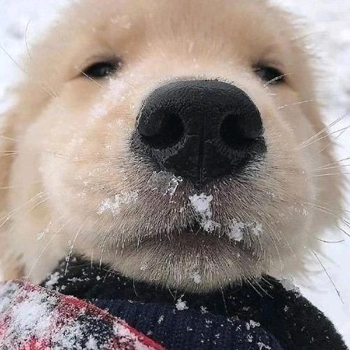 雪碧