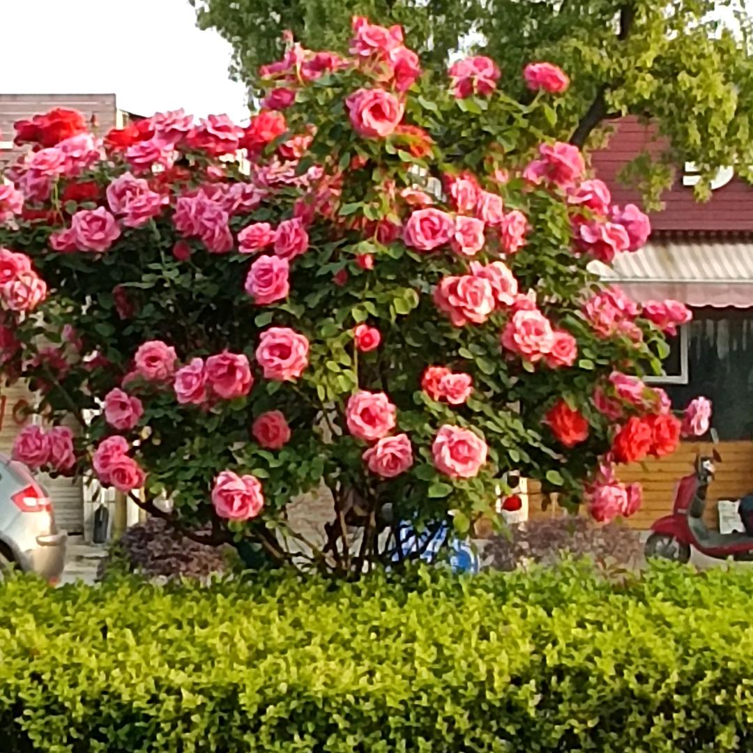 忘樱