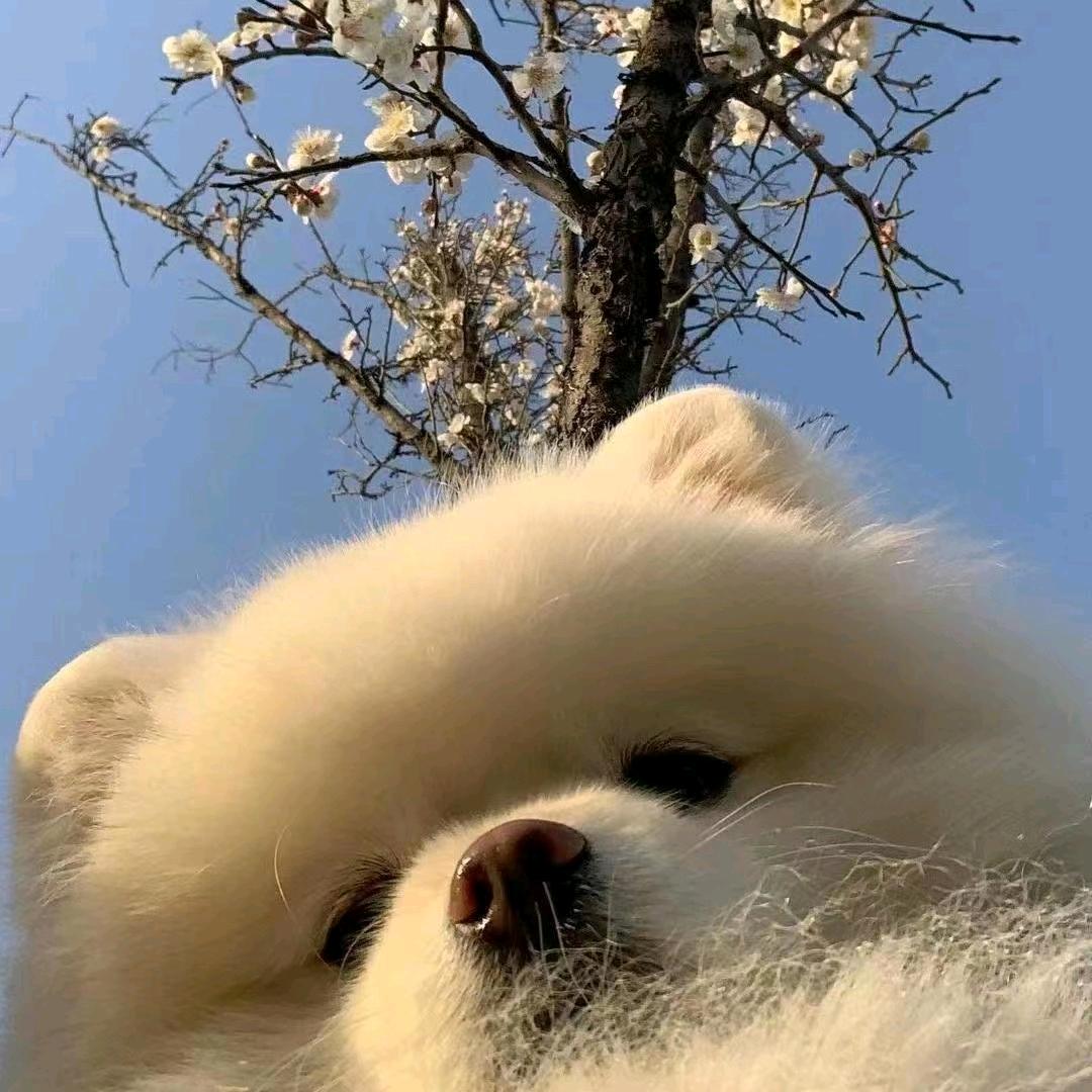 杰杰高升鼎鼎出名