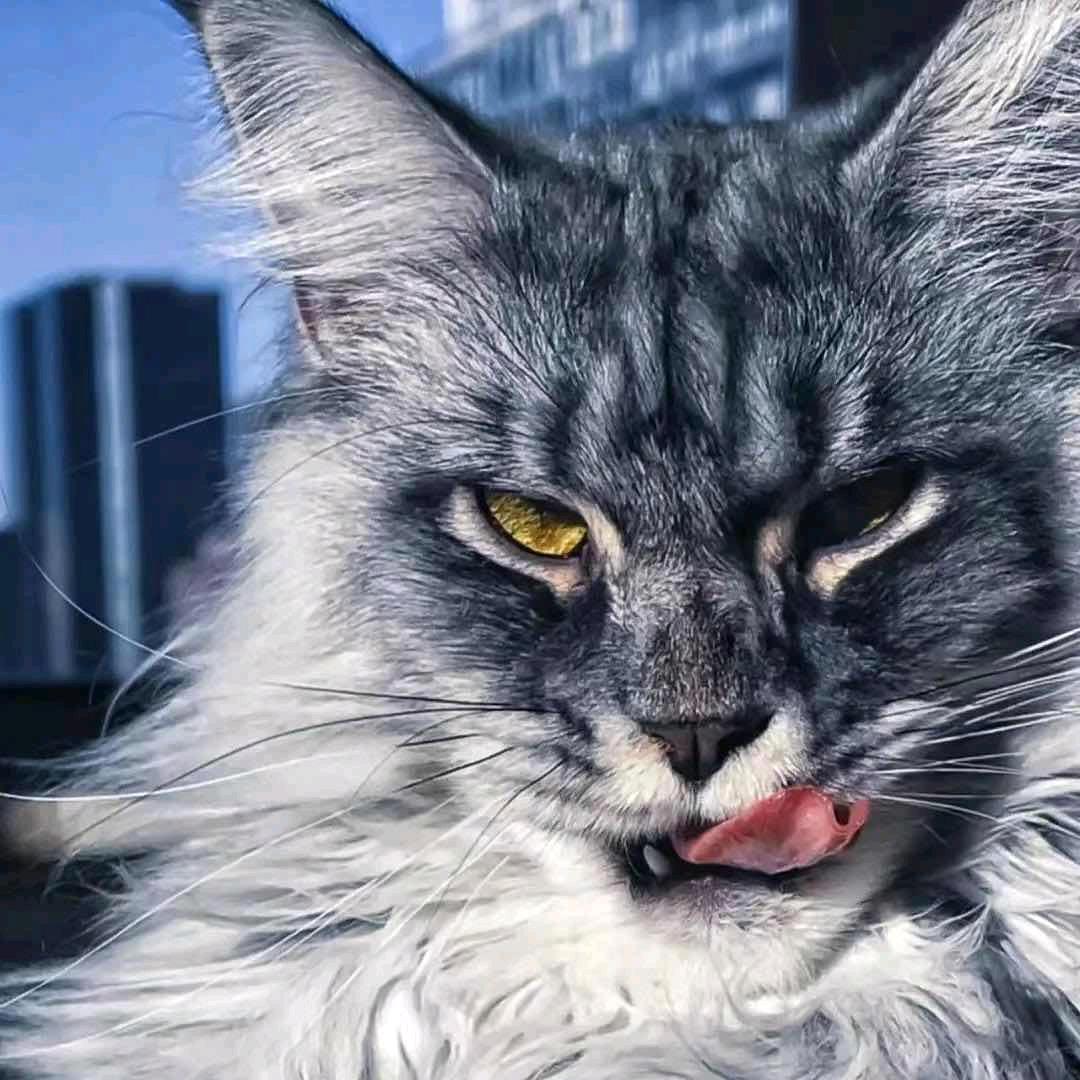梁山伯与猪硬来