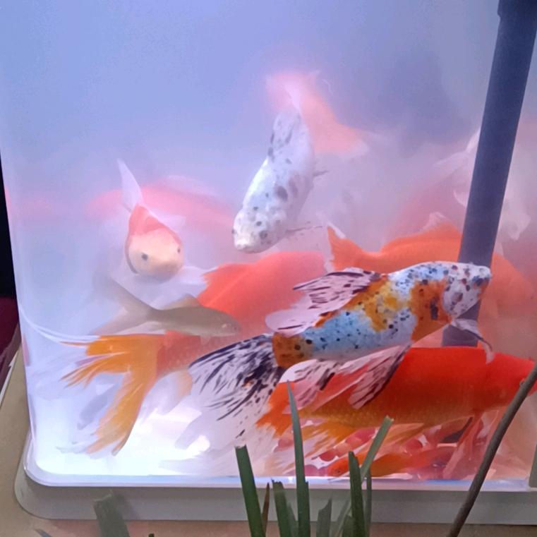 蜜雪儿（拒私聊）