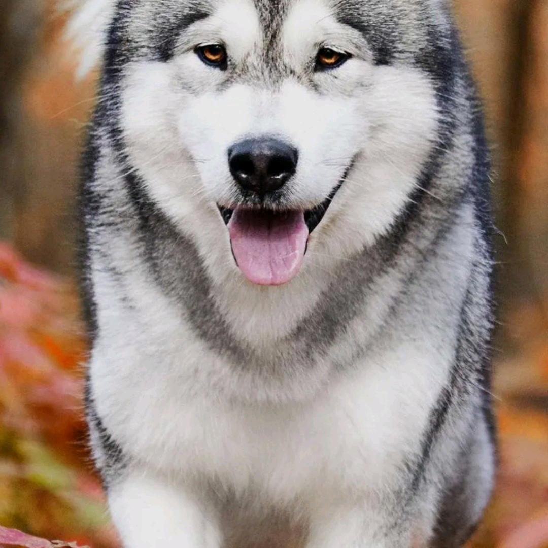 嗨丶臭老頭⁹¹⁹