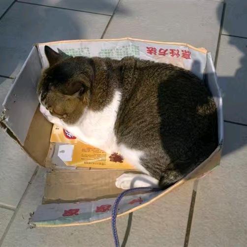 hhij
