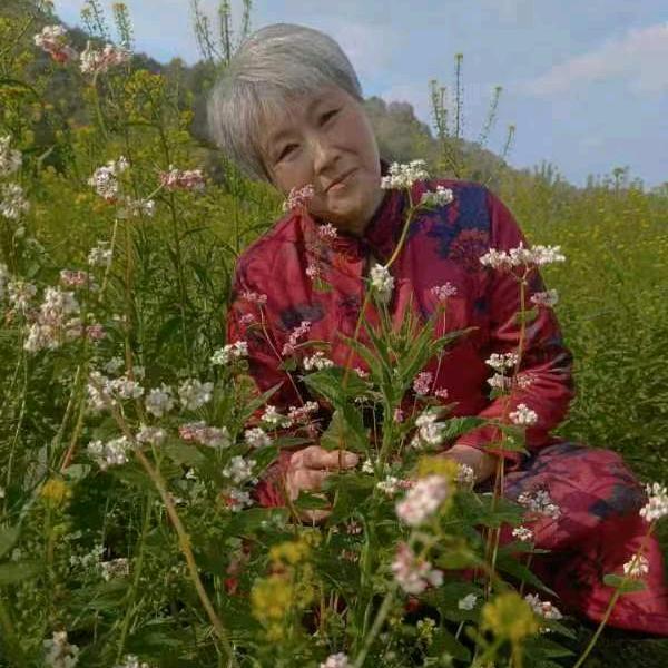九九菊