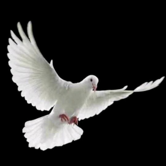 🦹¹ᶟ₁₄邵年杨过💕 ❧⁵²⁰