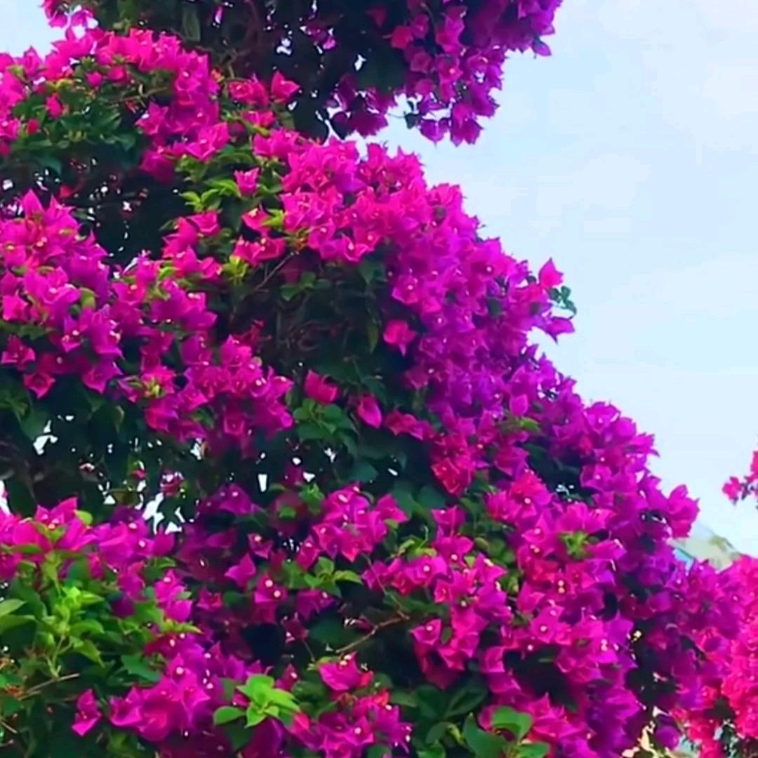 开心芬芳