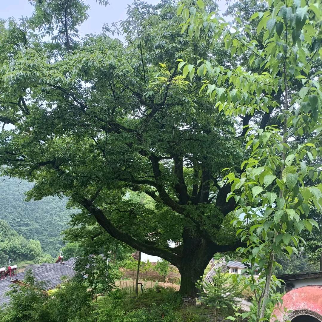 红槽湾种养家庭农场刘兆宏