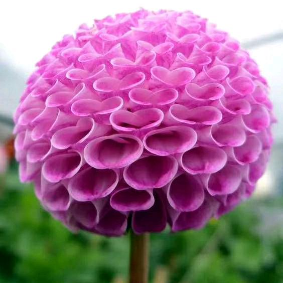 锦瑟无端五十弦，一弦一柱思华年