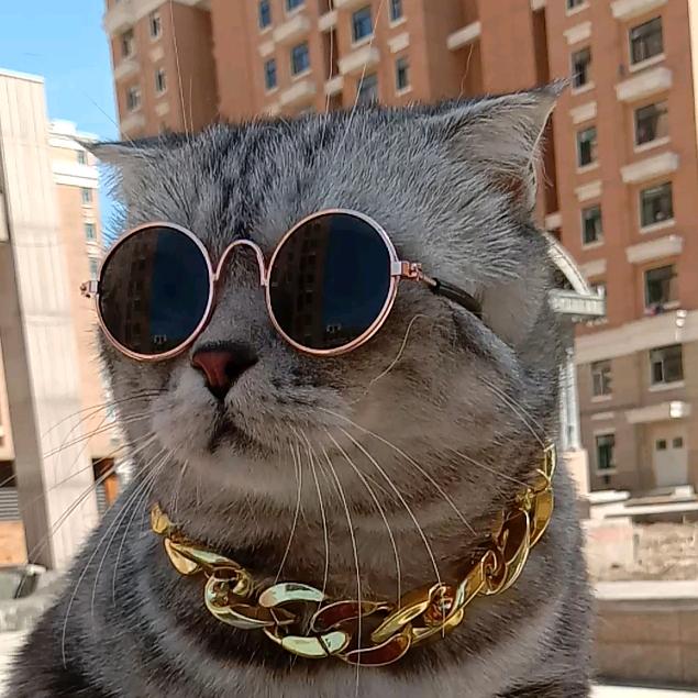 葡萄是只猫