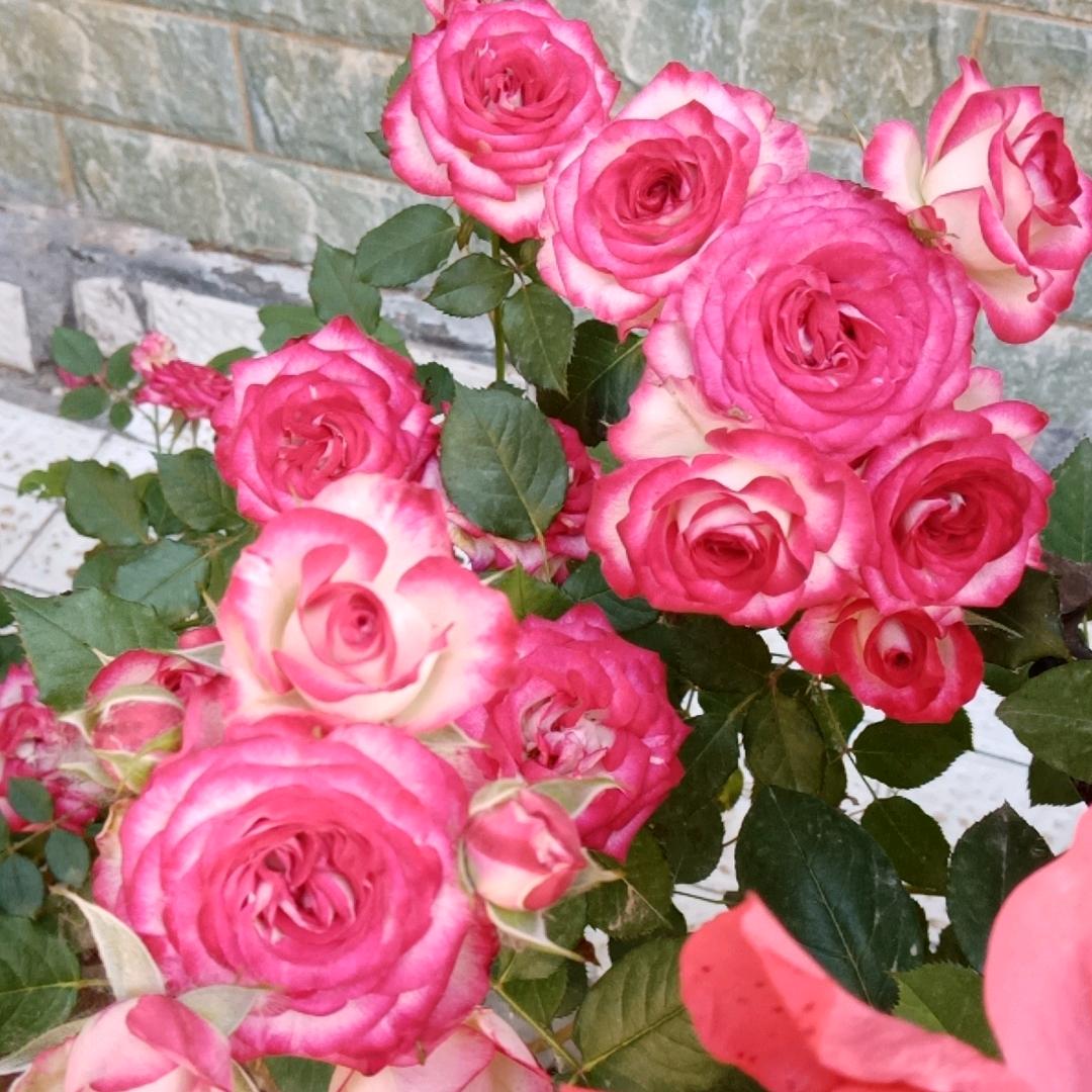 浅笑安然🌹🌹谢绝私聊🌹🌹