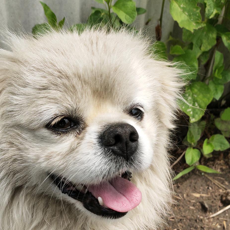 没有实力养猫猫