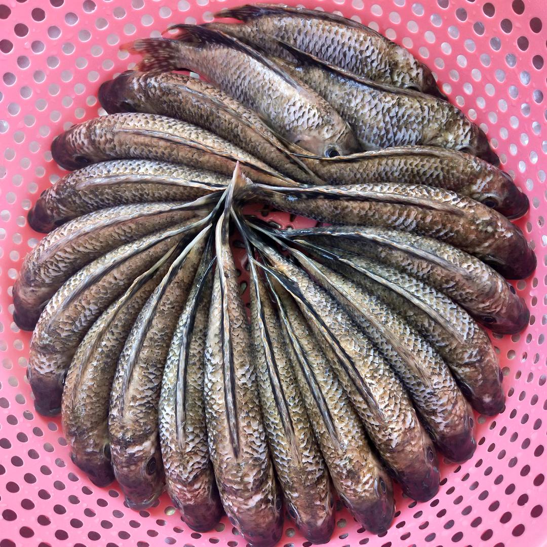 小圆