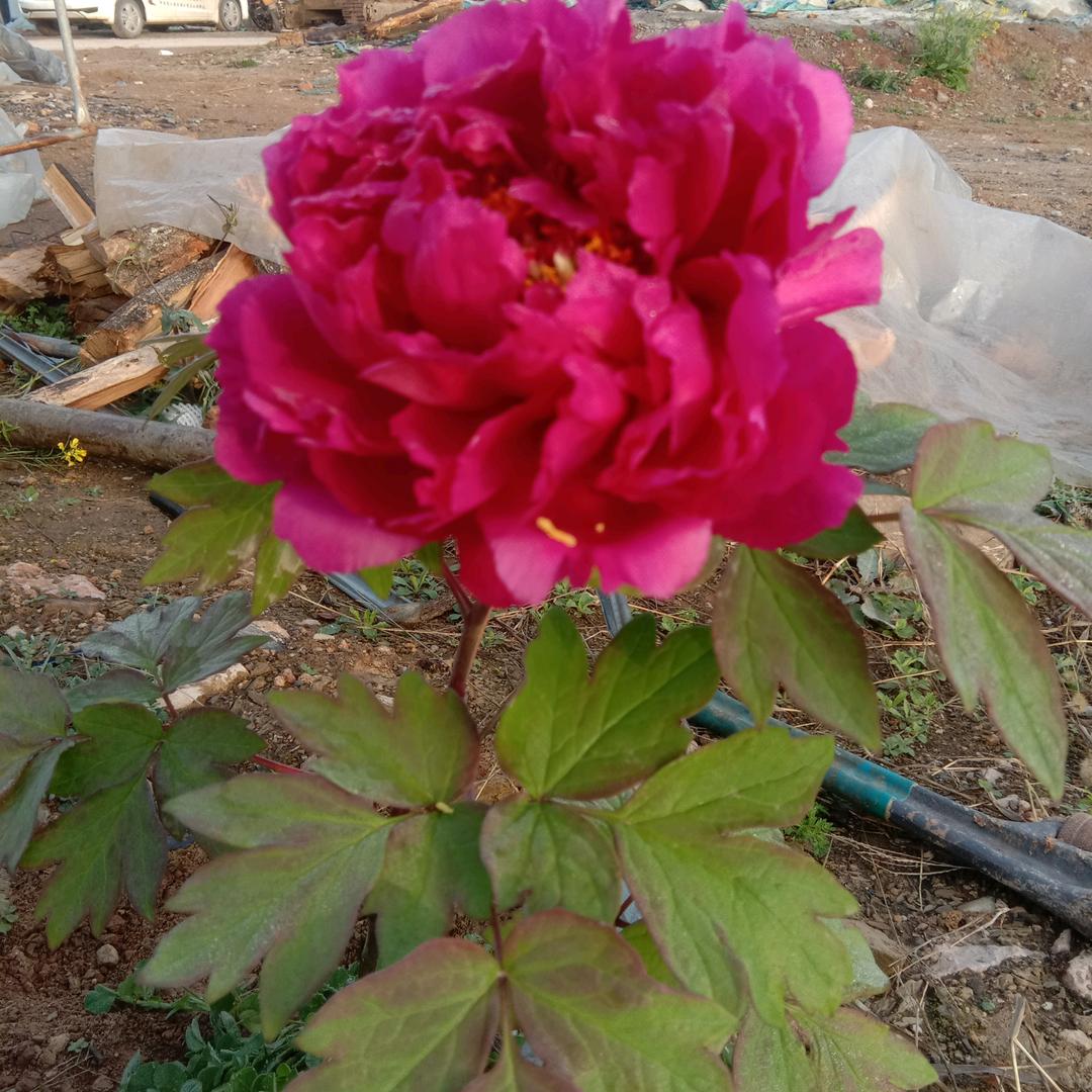 李家台村吴万清草莓园(胡家洼山上老农民)