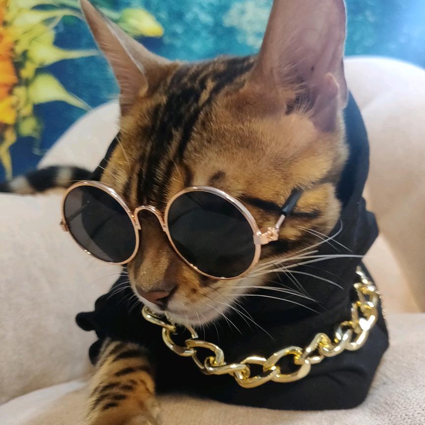 猫大G