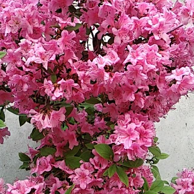 花开富贵666