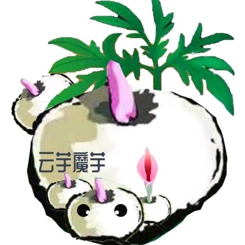 云芋魔芋
