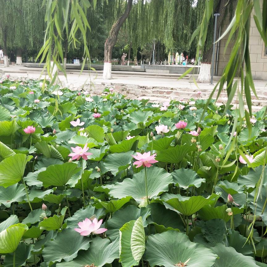 龙的传人