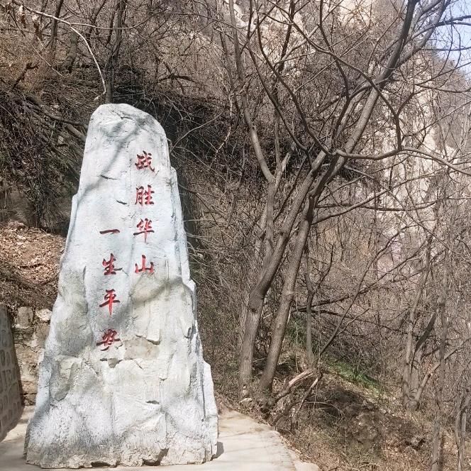 一棵开花的树⁵²⁹⁹