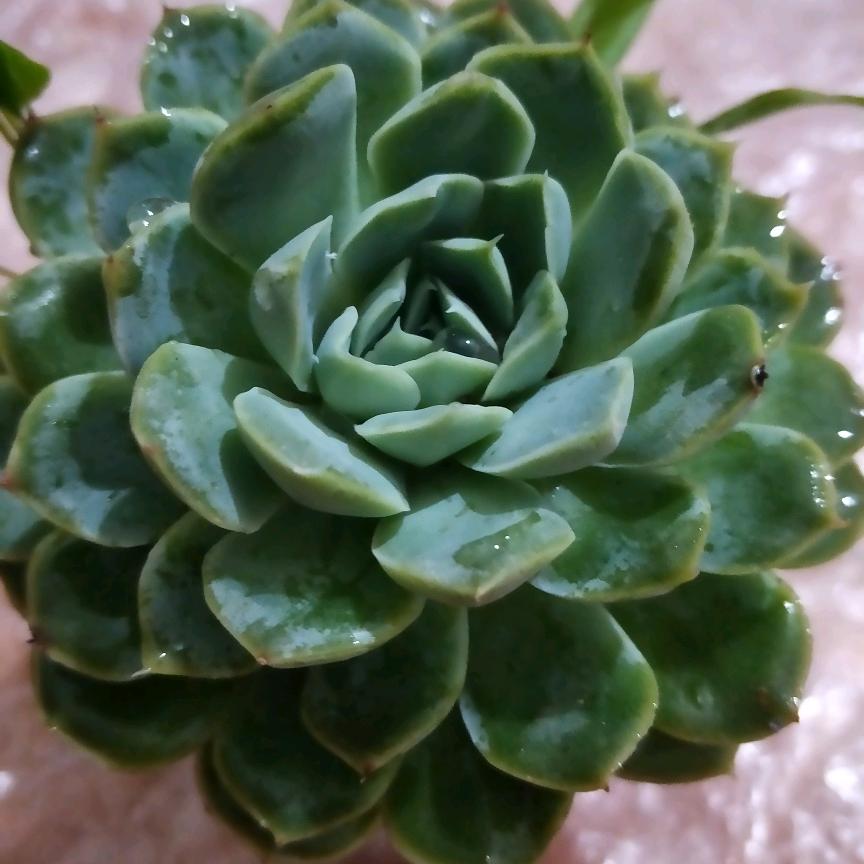 我来自六零后的邵三姐，幸福快乐一家