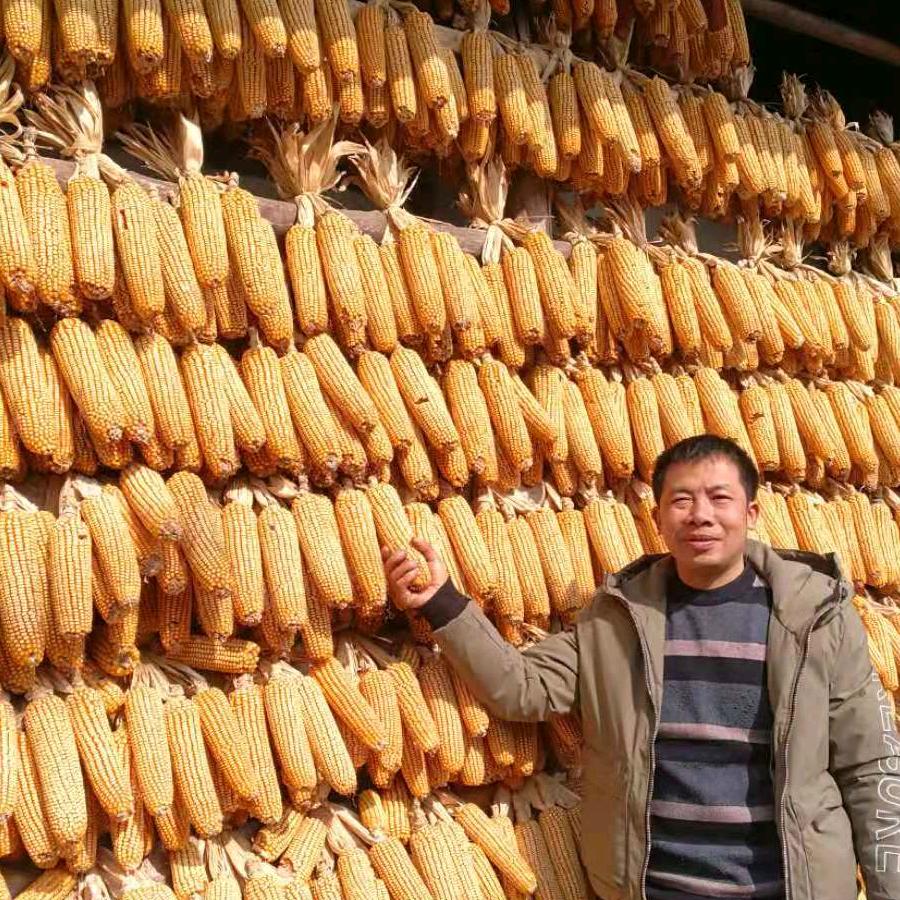 现场打米，磨面