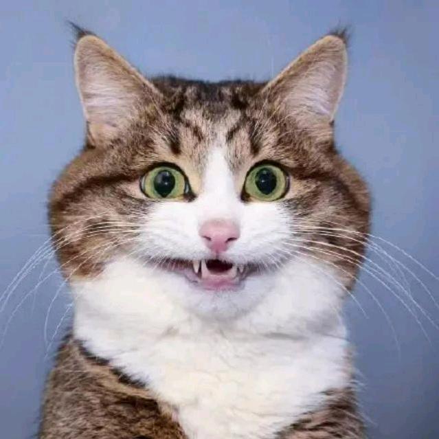 疯狂海龙猫。