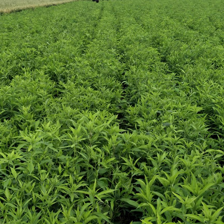 一壶老酒∽赵传才种植专业合作社