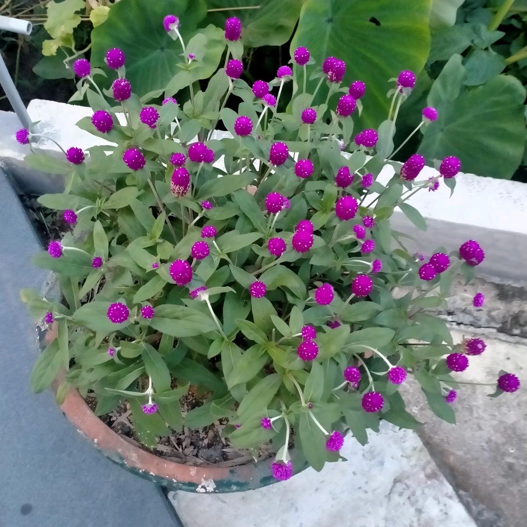 余ヾ(❀╹◡╹)ﾉﾞ温❀~