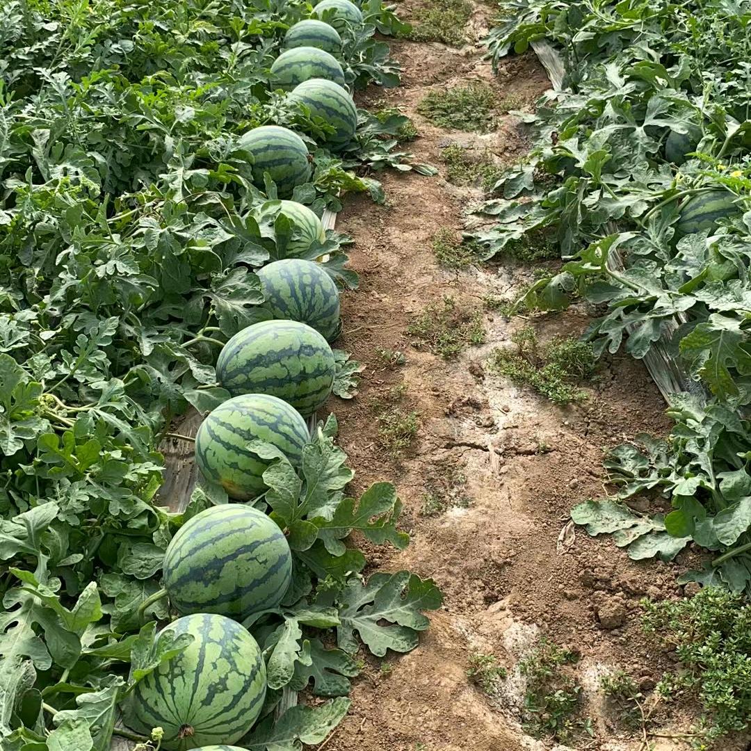 甘肃平凉美都麒麟西瓜🍉苹果🍎代办