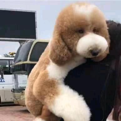 豆丁（王者荣耀）