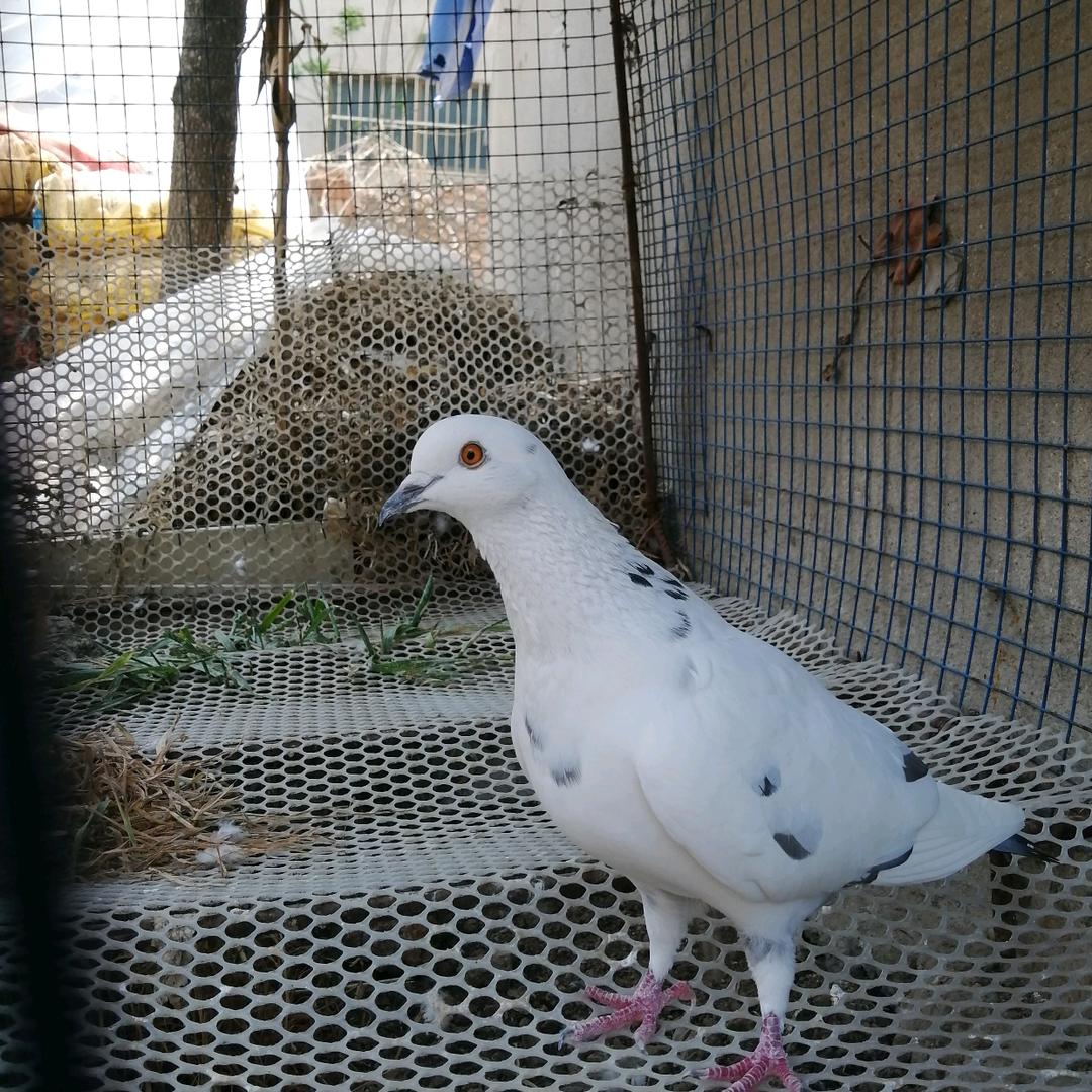 牵着你的手飞翔