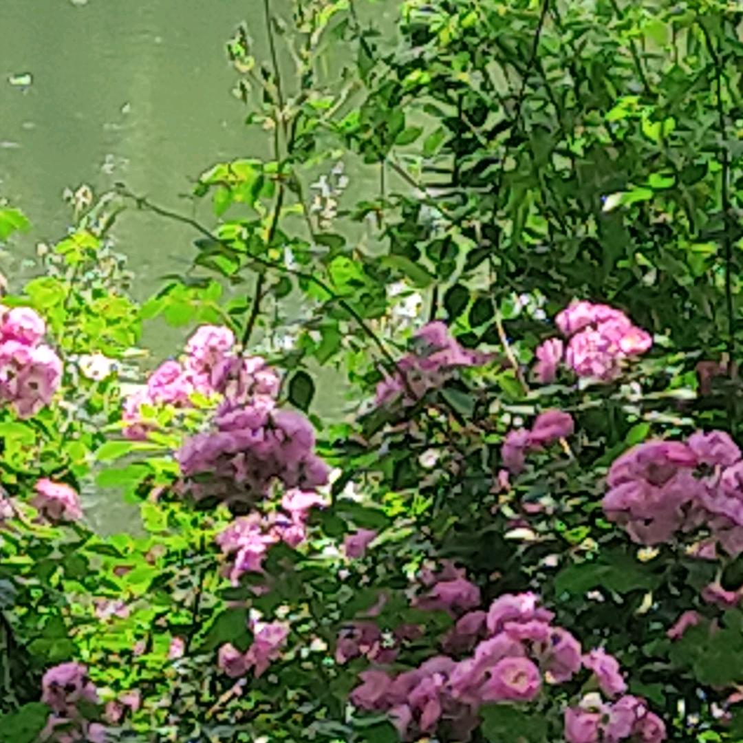 期待明天巜拒聊》