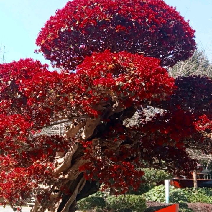 思念