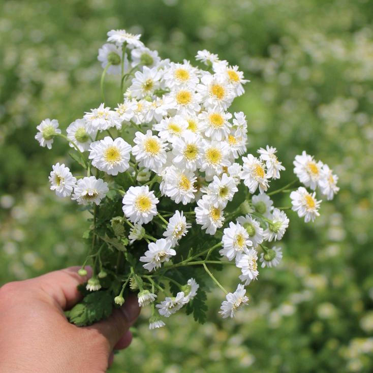 沭阳县玉柳斜飞花卉苗木销售中心