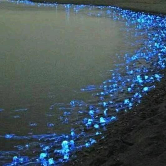 小杨
