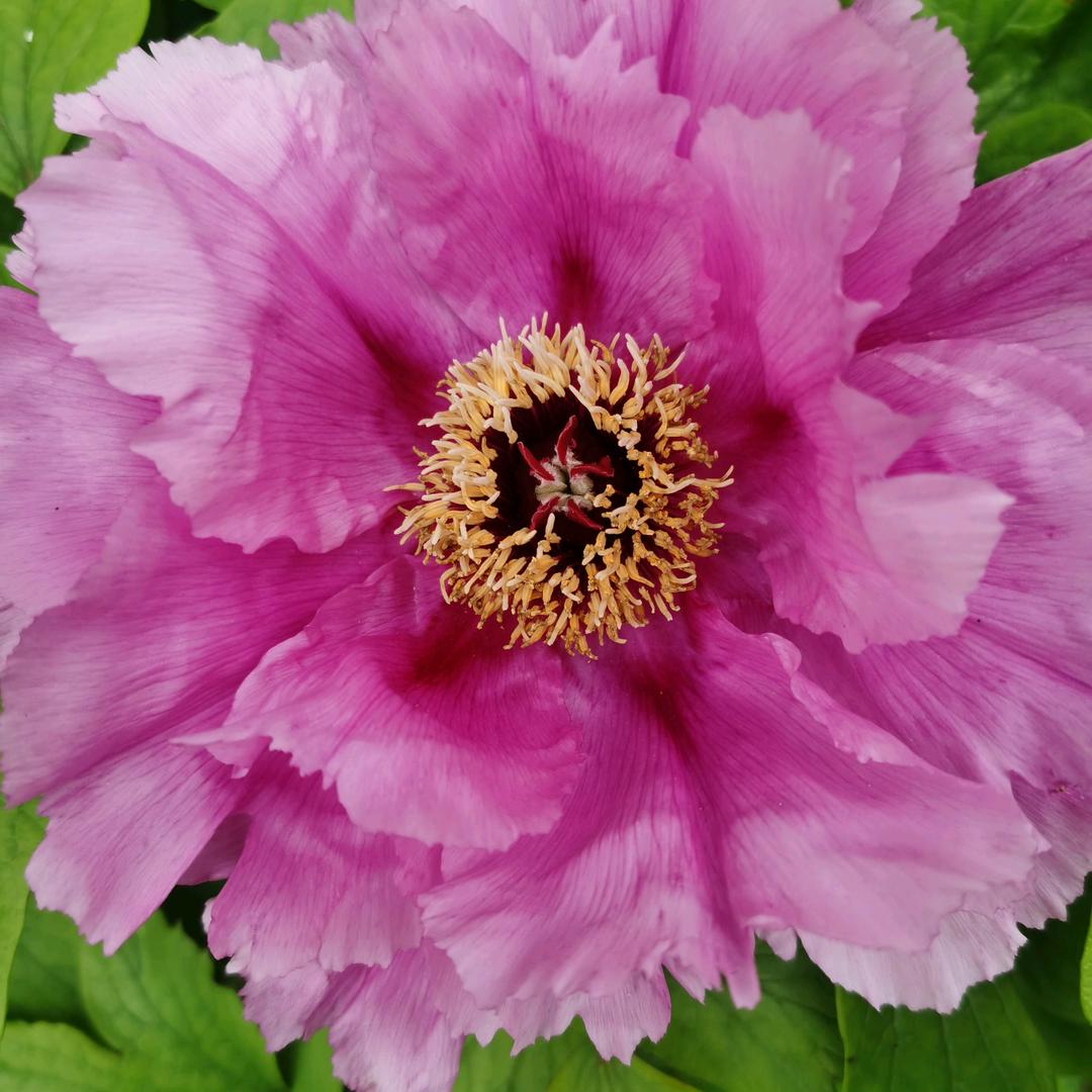 蝶恋花🦋🌹🌺🌸