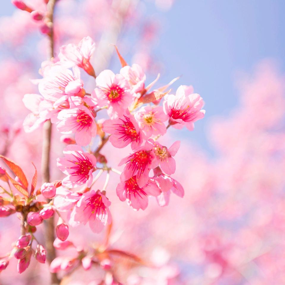 🔥十八子❾²¹¹