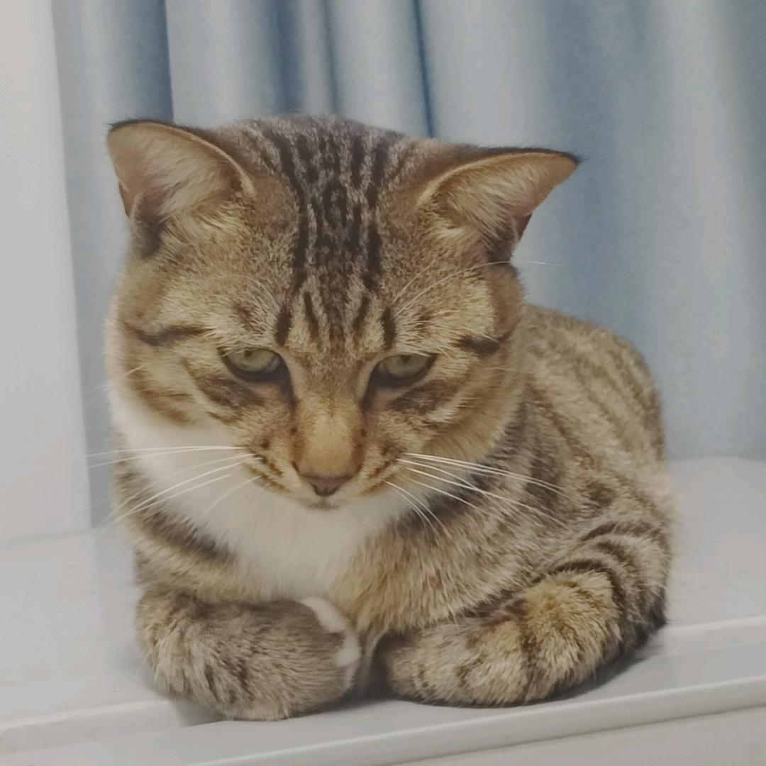 流觞