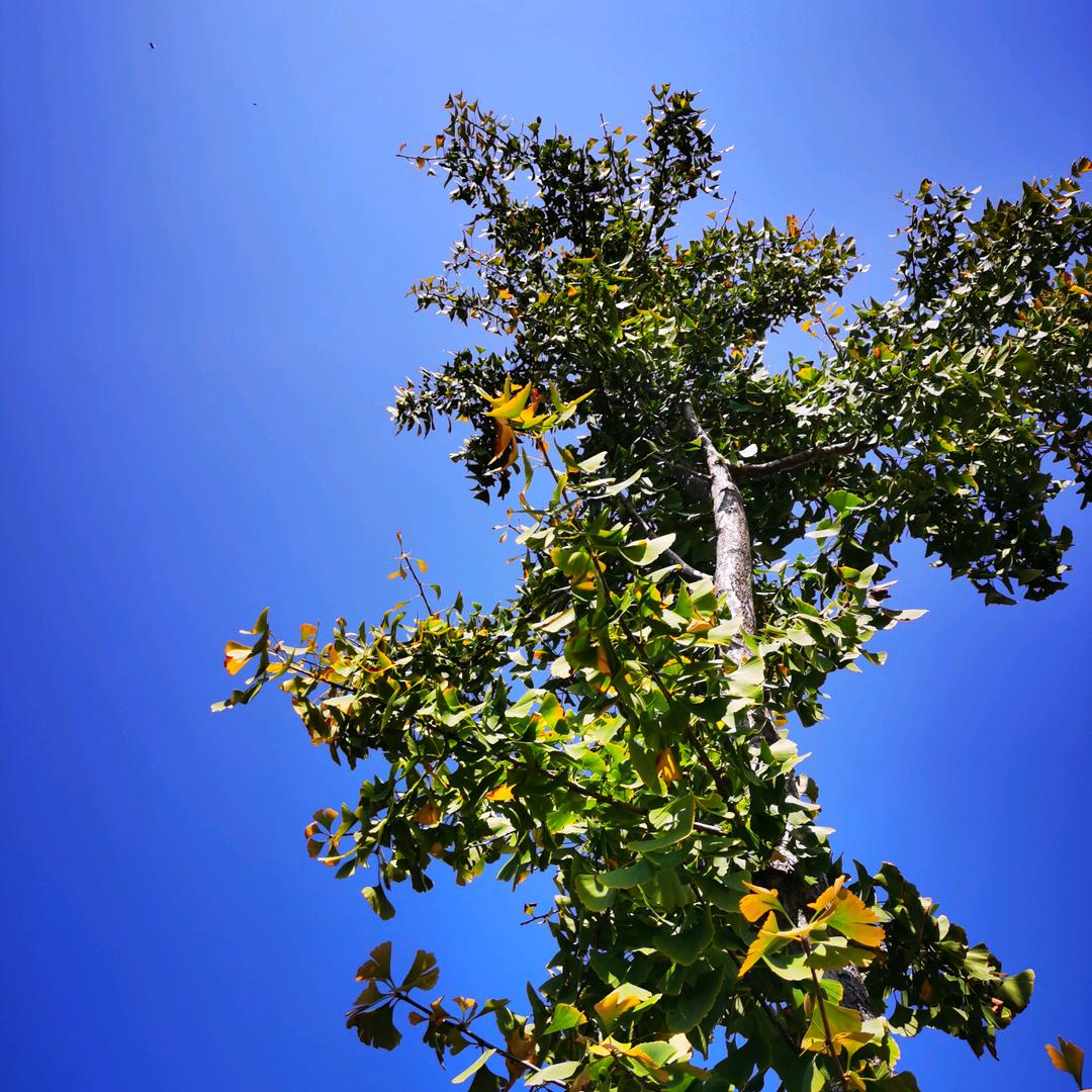 翻脸不认任先生