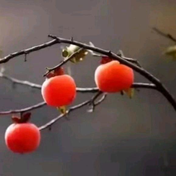 杨  三点