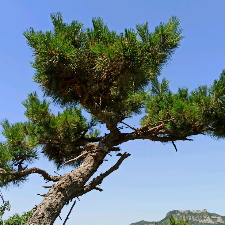 不老松🌲