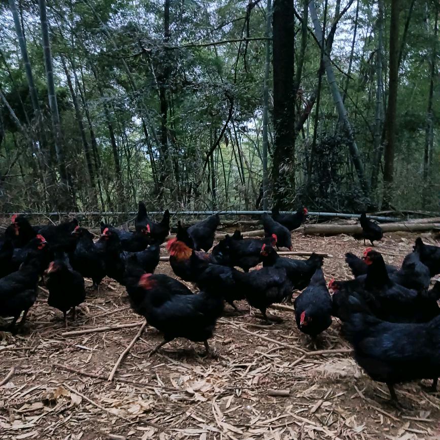 白马走山土鸡