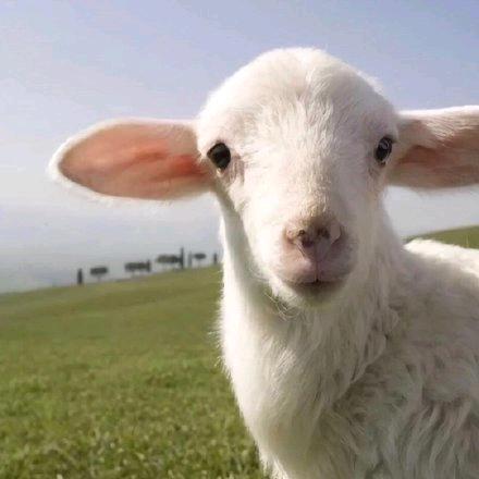 咩咩羊爱吃瓜🍉